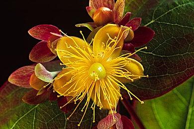 回合制划卡策略游戏《王权：三国》Steam页面 发行日期待定